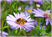 8th Oct 2014 - Bee And Michaelmas Daisies