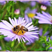 Bee And Michaelmas Daisies by carolmw