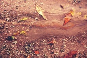 7th Oct 2014 - Oil, Tarmac & Fallen Leaves