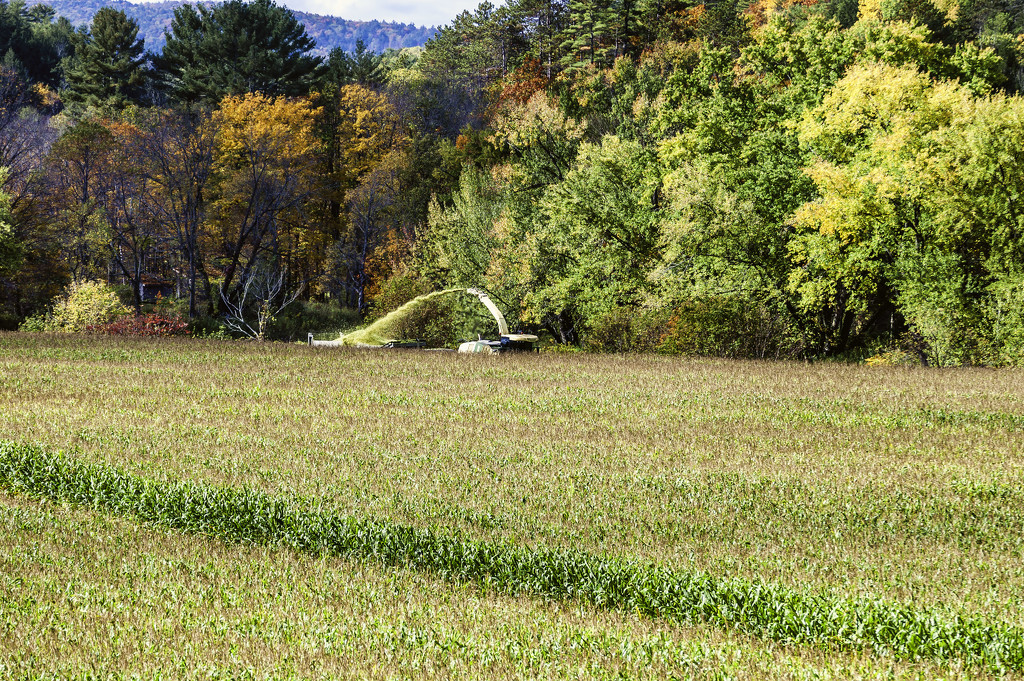 Harvesting the corn - Sunday work by joansmor