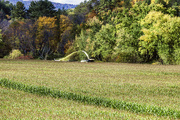 6th Oct 2014 - Harvesting the corn - Sunday work