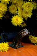 7th Oct 2014 - Day 280:  Pumpkin and Mums