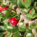 Cotoneaster berries by philhendry