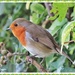 My Canalside Robin. by ladymagpie