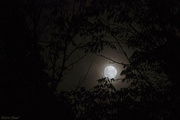 7th Oct 2014 - Full Moon Rising