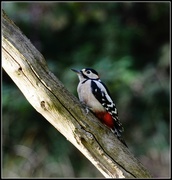 8th Oct 2014 - Woodie woodpecker