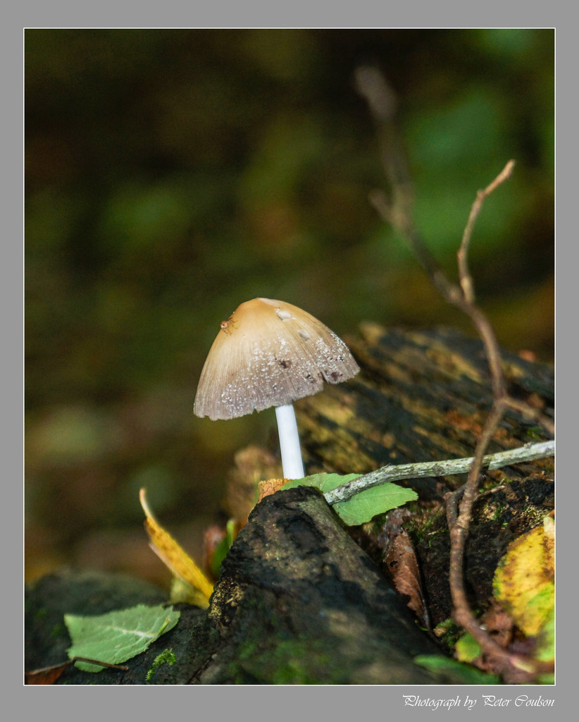 Fairies Bonnet Fungi by pcoulson