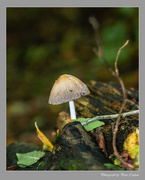 8th Oct 2014 - Fairies Bonnet Fungi