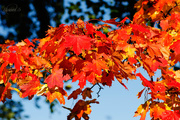 8th Oct 2014 - Autumn tree