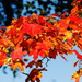 Autumn tree by elisasaeter