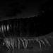 Black millipede. by gamelee
