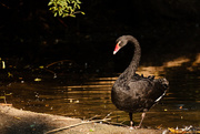 8th Oct 2014 - Black Swan