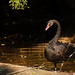 Black Swan by leonbuys83