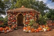 8th Oct 2014 - Pumpkin Village