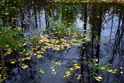 9th Oct 2014 - Reflections of Autumn