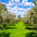 Weekend in Review - Olives! by gigiflower