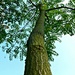October word-Tree.  Tree of Heaven by wendyfrost