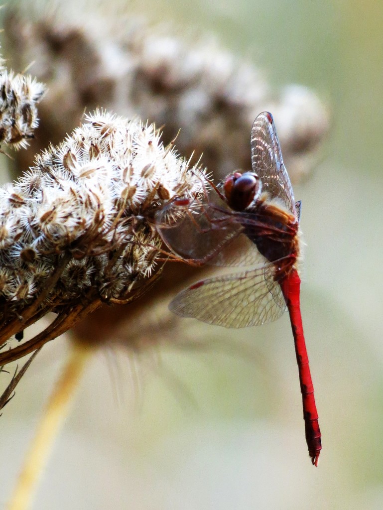 Last of the Dragonflies  by juliedduncan