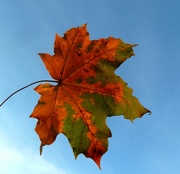 9th Oct 2014 - Autumn leaf