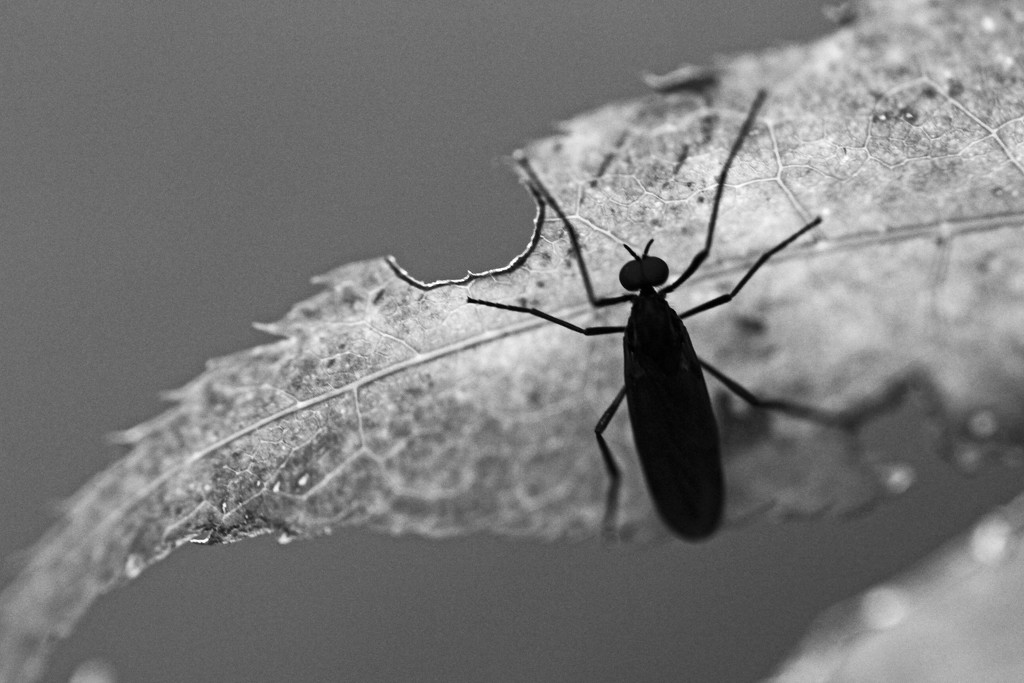 Bug in Black and White  by mzzhope
