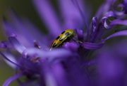 8th Oct 2014 - Beetle in Purple Petals 