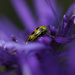 Beetle in Purple Petals  by mzzhope