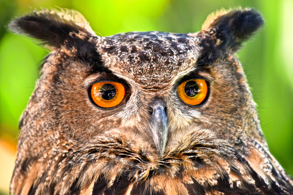 Eagle Owl by joysfocus