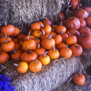 8th Oct 2014 - pick-a-pumpkin