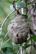 8th Oct 2014 - Hornet's Nest