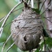 Hornet's Nest by whiteswan