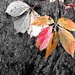Virginia Creeper Leaves by olivetreeann