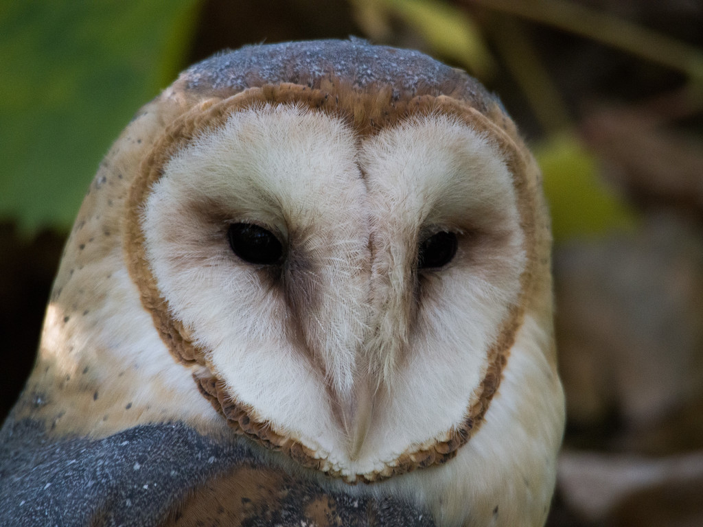 Barn Owl Portrait by khrunner
