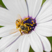 Weekend in Review - BUZZY BEE by gigiflower