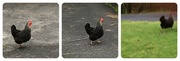 9th Oct 2014 - Why did the chicken cross the road?