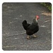 Why did the chicken cross the road? by brigette