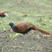 Foraging Pheasants by roachling