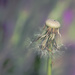 Dandelion  by nicolecampbell