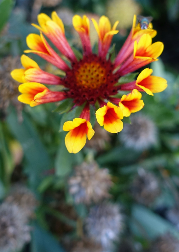 Yellow and Red Flower by rminer