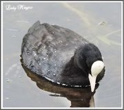 9th Oct 2014 - It's Water off a Coot's back.