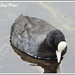 It's Water off a Coot's back. by ladymagpie