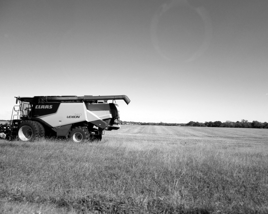 October 5: BW harvest is in full force by daisymiller