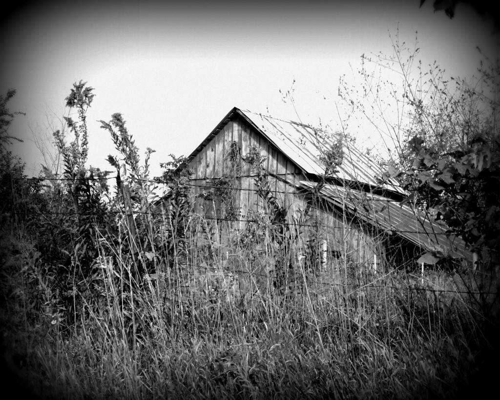 October 7: Autumn: Old Barn in BW by daisymiller