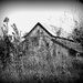October 7: Autumn: Old Barn in BW by daisymiller
