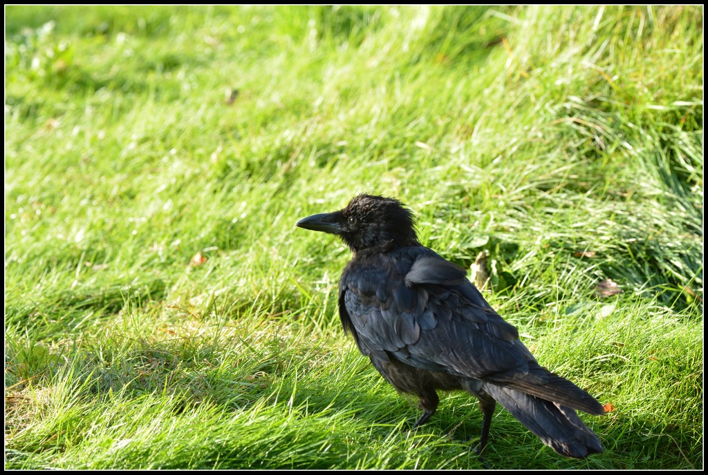 Young crow by rosiekind