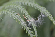 9th Oct 2014 - Fern and seeds