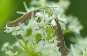 10th Oct 2014 - grass moths ( Orocrambus flexuosellus)
