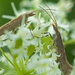 grass moths ( Orocrambus flexuosellus) by kali66