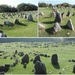 Viking burial site