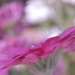 Pretty pink flowers by ziggy77