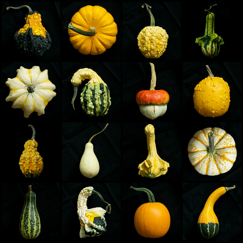 Look at all my Gourds by kwind